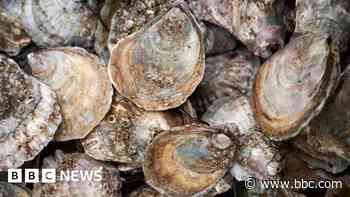 Rare oysters being reintroduced to Firth of Forth