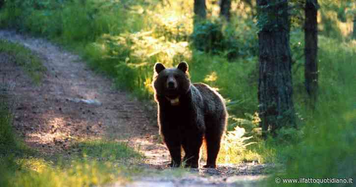 L’orsa JJ4 poteva rimanere in Trentino ma Fugatti ha rinunciato ancora alla progettazione