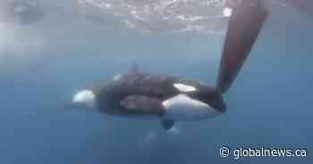 Orcas sink yet another yacht in the Strait of Gibraltar