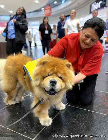 Therapy dogs offer mental health support at Stansted Airport