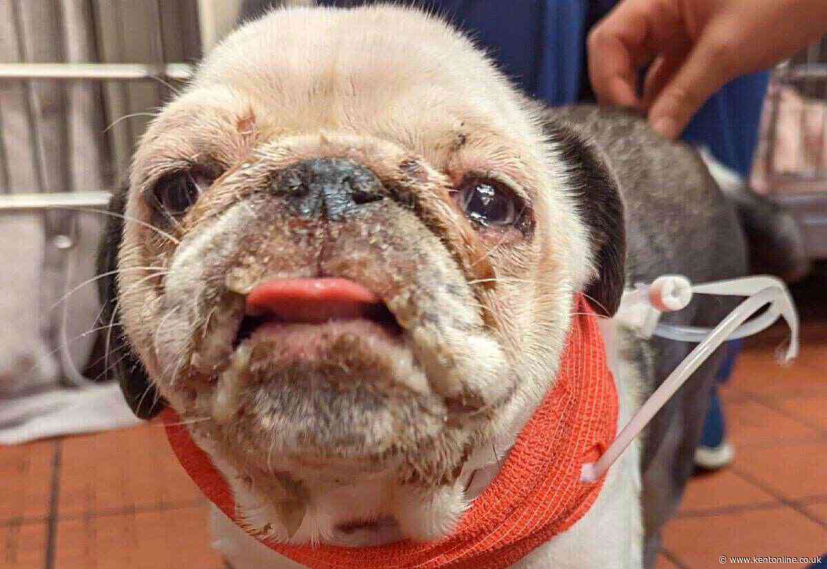 Pug left with serious burns on face and mouth