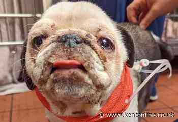 Pug left with serious burns on face and mouth