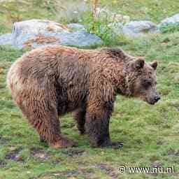 Italiaanse beer die vorig jaar hardloper doodde mag toch blijven leven