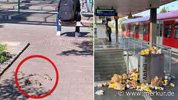 Ratten und Müll am Freisinger Bahnhof - So reagieren Stadt und Bahn auf das Problem