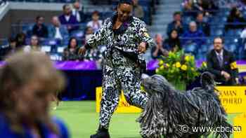 IN PHOTOS | Backstage and in the ring: At the Westminster dog show