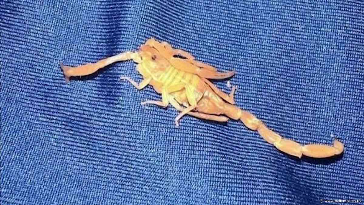 Man is stung in testicles by a SCORPION at the Venetian hotel as Las Vegas suffers mass infestation of venomous creatures