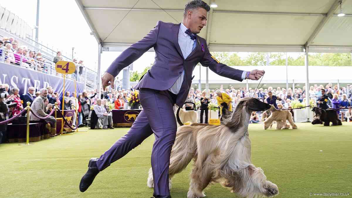 The most adorable photos from the Westminster Dog Show 2024: from a Chow Chow cooling down to impressive leaps in the agility competition