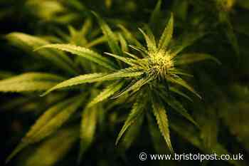 Bristol cannabis grow targeted by suspected burglars
