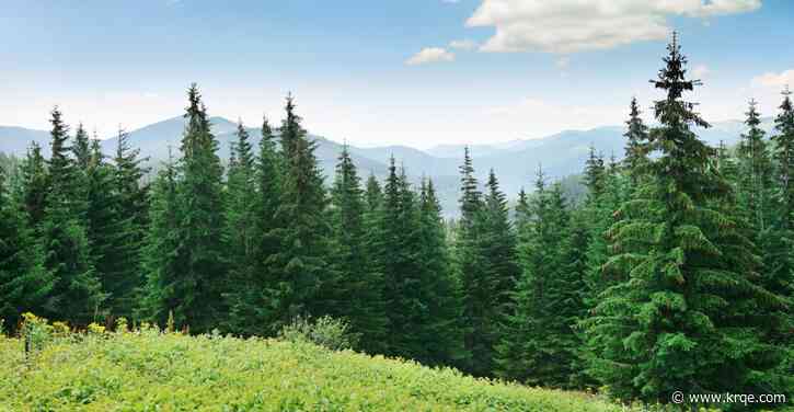 Fuelwood permits on sale for Mount Taylor Ranger District