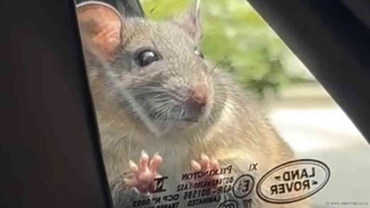 Kyle Richards screams in panic as she sees a RAT nestled on her car window in hilarious video - but Chrissy Teigen thinks the rodent is 'cute'