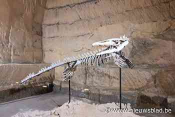 Grotten van Kanne tikken miljoenen jaren oude mosasaurus op de kop: “Gevonden in Marokko”