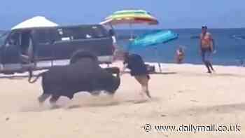 Wild moment tourist is gored by a bull in Cabo after she ignores warnings from bystanders to stand clear of the agitated animal