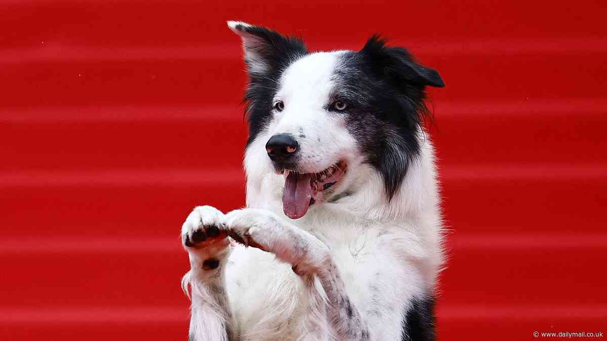 Border Collie Messi arrives at Cannes Film Festival: Pooch who starred in Anatomy of a Fall and took the Oscars by storm poses on red carpet and uses selfie stick to film TikToks