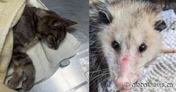 Cat, opossum impaled by arrows in Hamilton prompts police probe