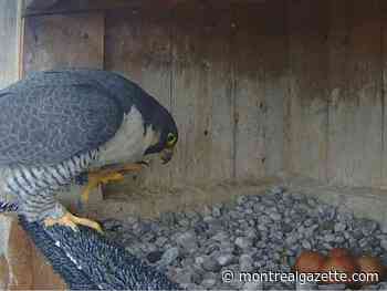 From rural bridge to city, four peregrine falcon eggs get adoptive parents