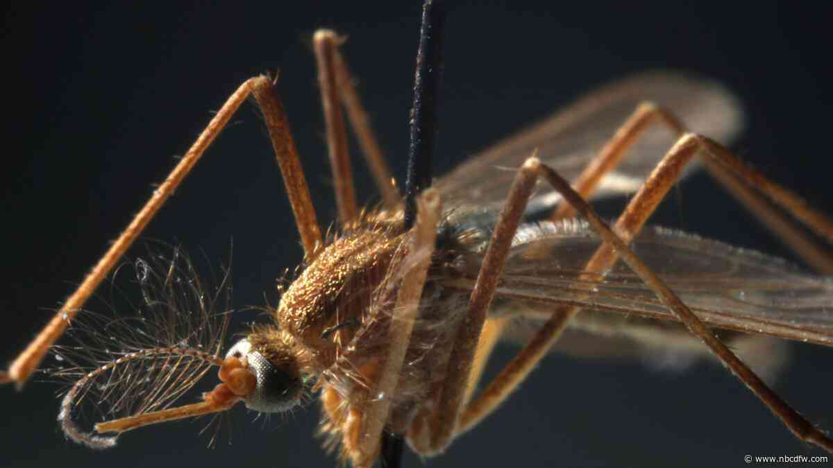 First West Nile virus-infected mosquito reported in North Texas