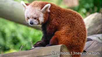 Endangered red panda comes to Virginia Zoo