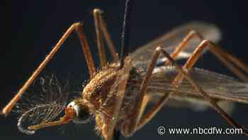 First West Nile virus-infected mosquito reported in North Texas