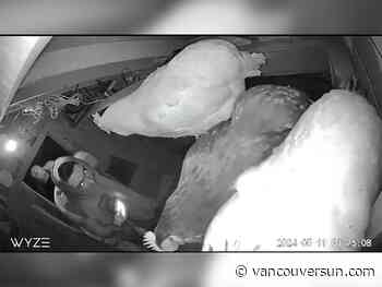 B.C. crime news: Snowflake the chicken stolen in North Van | Sasamat Lake assaults over weekend