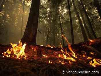 B.C. needs dedicated, cross-government wildfire strategy: former minister