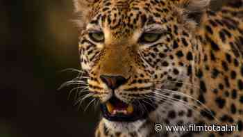 Recensie 'Living with Leopards': sfeervolle natuurdocumentaire over drie luipaarden op de Botswaanse savanne