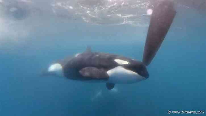 Killer whales attack and sink sailing boat off Gibraltar