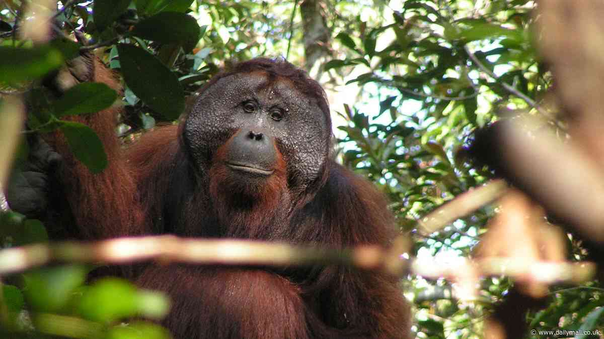 Scientists on the cusp of decoding orangutans' secret language - after finding 1,033 distinct sounds apes make to communicate