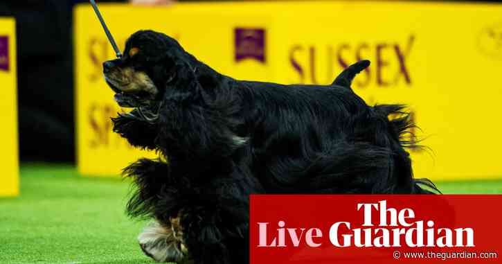 Siba the standard poodle named Westminster’s best in show – live updates