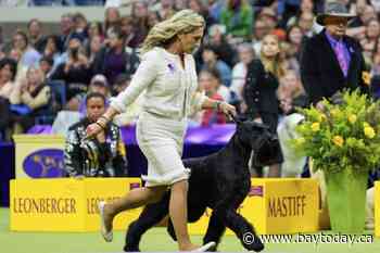 Miniature poodle named Sage wins Westminster Kennel Club dog show