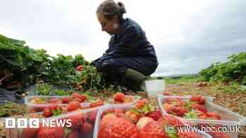 UK farmers must grow more fruit and veg, warns PM
