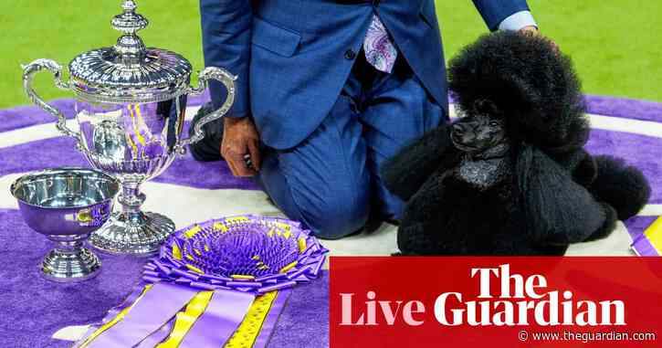 Sage the miniature poodle named Westminster’s best in show – live updates
