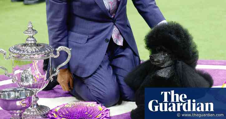 Westminster 2024: Sage the miniature poodle named best in show