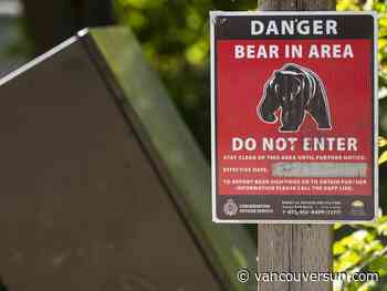 Mother bear that attacked woman in Squamish won’t be put down: officials
