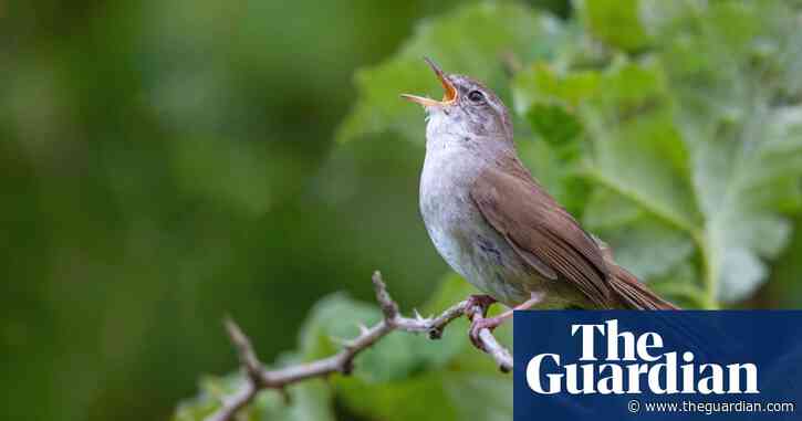 Country diary: Explosive but elusive, what a bird the Cetti’s warbler is | Derek Niemann