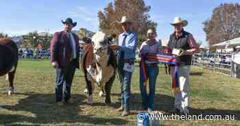 Whip Cracker snaps up intermediate champion at Hereford National