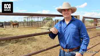 Australia's largest cattle company's herd grows but its value drops nearly $150 million