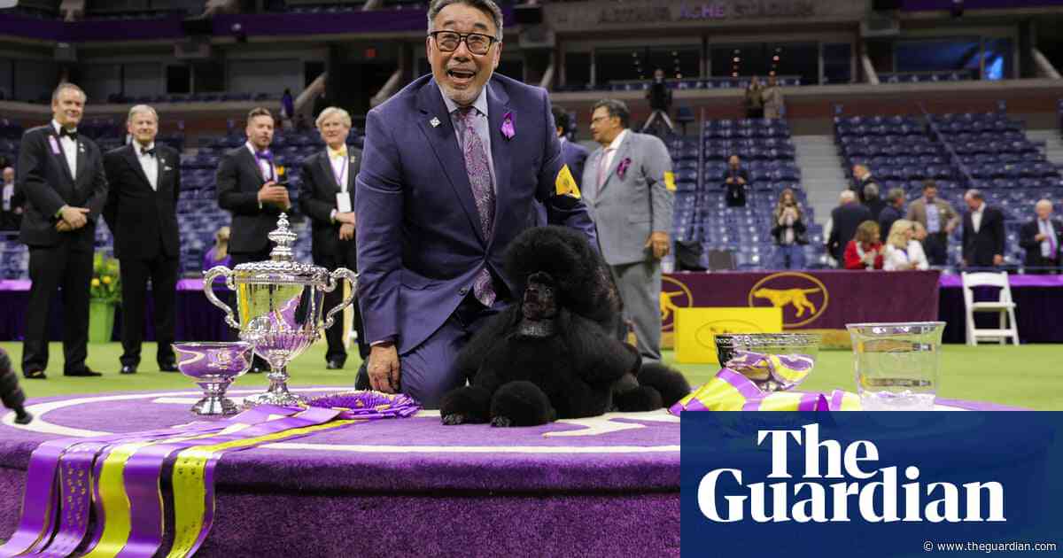 ‘Perfect end’: Miniature poodle Sage wins Westminster in handler’s farewell