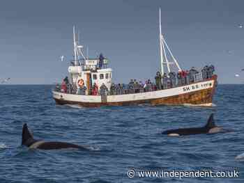 Ships told to change routes as killer whales terrorise European coast