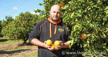 One of the best crops in a long time for orange growers