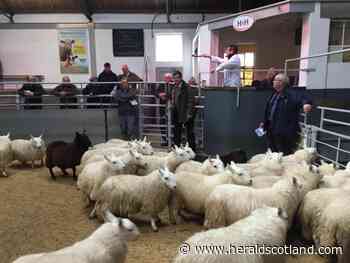 New season lambs meet great demand at St Boswells auction