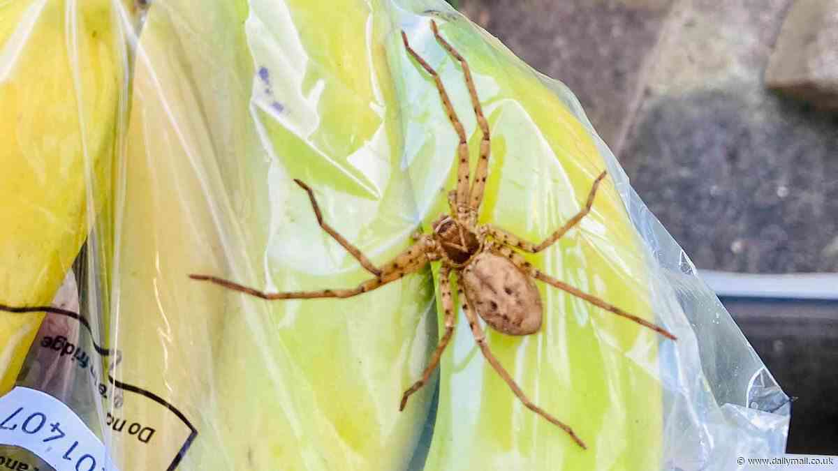 Giant huntsman spider is discovered at a London primary school: African species terrifies children after hitching a ride to Croydon aboard a banana