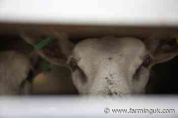 Ban on live animal exports passes final stage in parliament