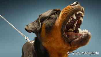Neue Regeln für Putzbrunn: Kampfhunde müssen immer an die Leine