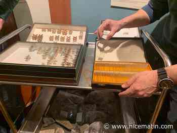 Papillons, coléoptères, roches... Des passionnés font des dons précieux au Museum d’histoire naturelle, le plus vieux musée de Nice