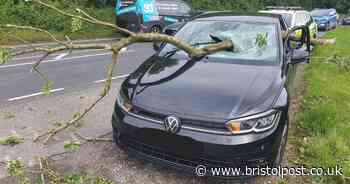 Driver has 'very lucky escape' after tree branch smashes through windscreen
