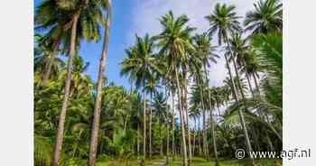 Filipijnen willen wereldleider worden in export van kokosnoten