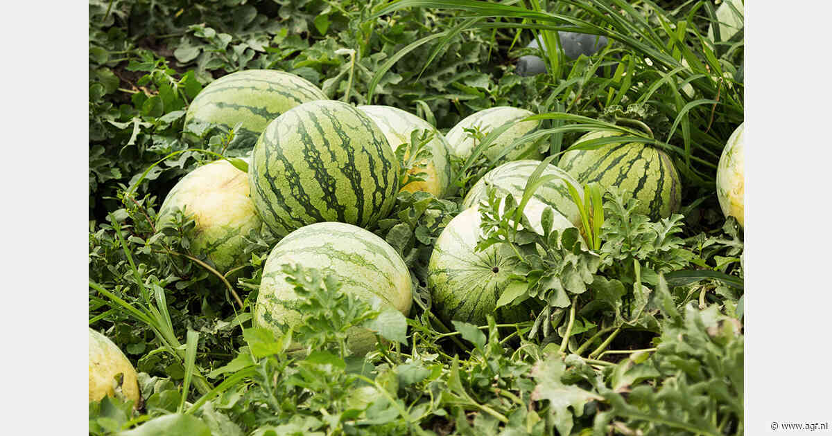 Oekraïense telers in regio Kherson breiden areaal watermeloen uit