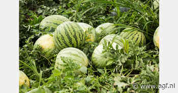 Oekraïense telers in regio Kherson breiden areaal watermeloen uit