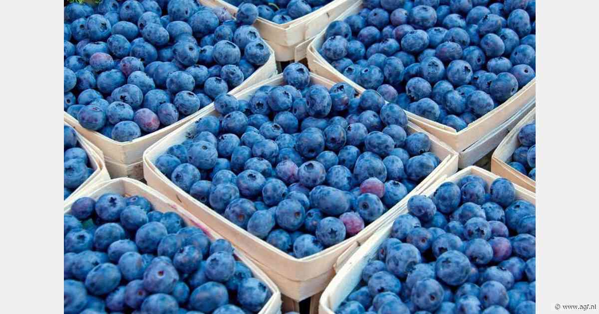 Oekraïne vestigt historisch exportrecord blauwe bessen