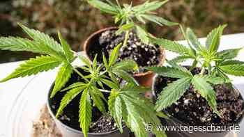 Ministerium: Kein Cannabis-Anbau im Kleingarten